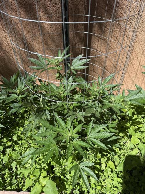 Mixed Organic Photo Outdoor. Week 13