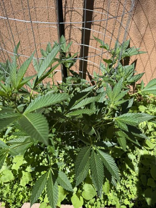 Mixed Organic Photo Outdoor. Week 13