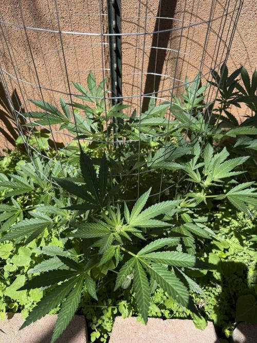 Mixed Organic Photo Outdoor. Week 13