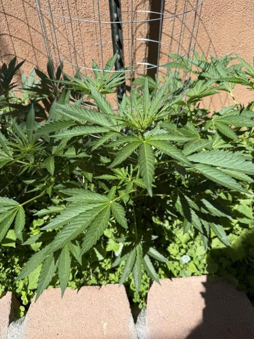 Mixed Organic Photo Outdoor. Week 13