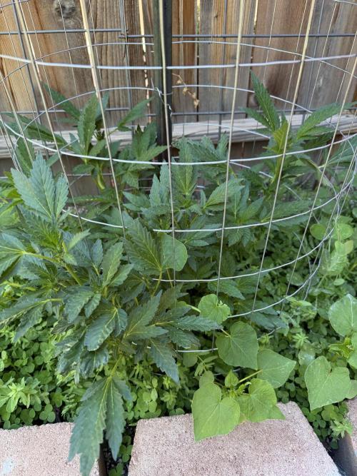 Mixed Organic Photo Outdoor. Week 13
