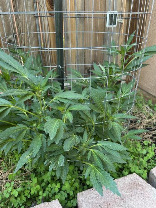 Mixed Organic Photo Outdoor. Week 14