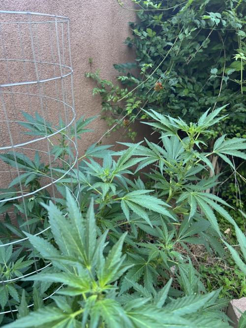 Mixed Organic Photo Outdoor. Week 14
