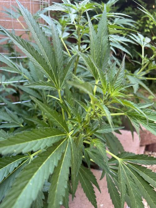 Mixed Organic Photo Outdoor. Week 14