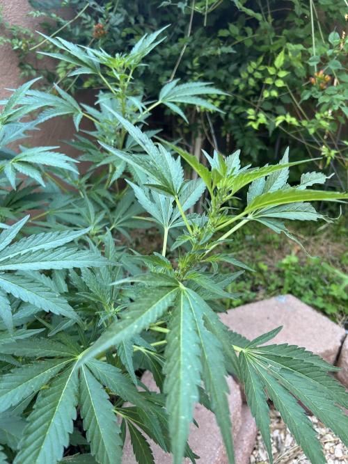 Mixed Organic Photo Outdoor. Week 14