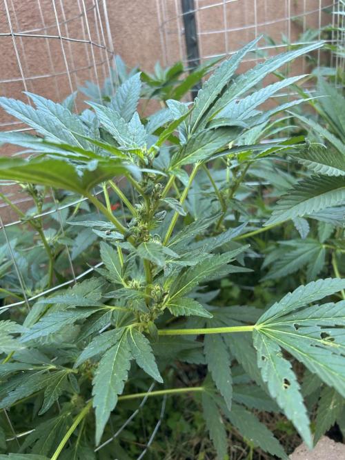 Mixed Organic Photo Outdoor. Week 14
