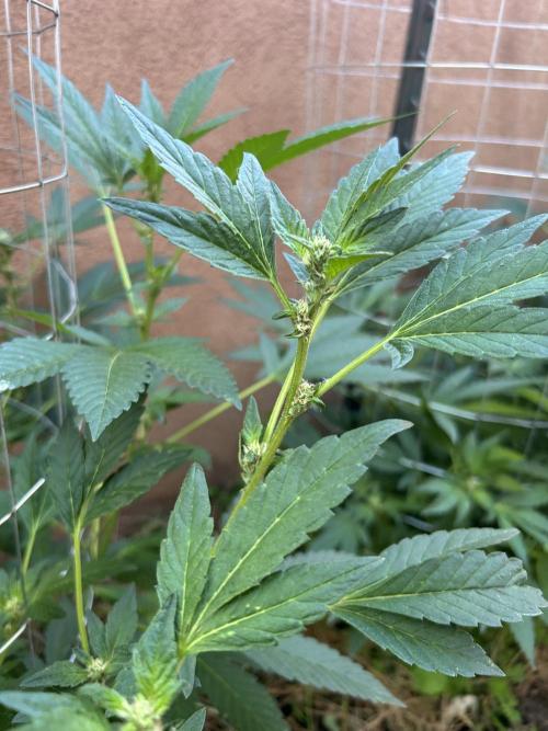 Mixed Organic Photo Outdoor. Week 14