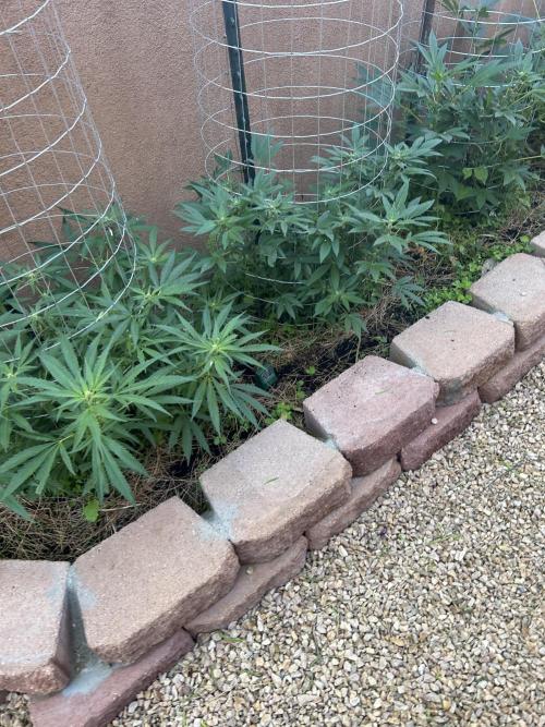 Mixed Organic Photo Outdoor. Week 14