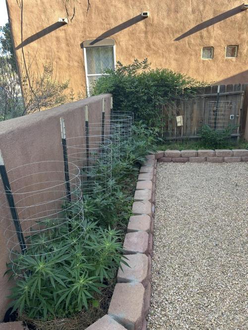 Mixed Organic Photo Outdoor. Week 14