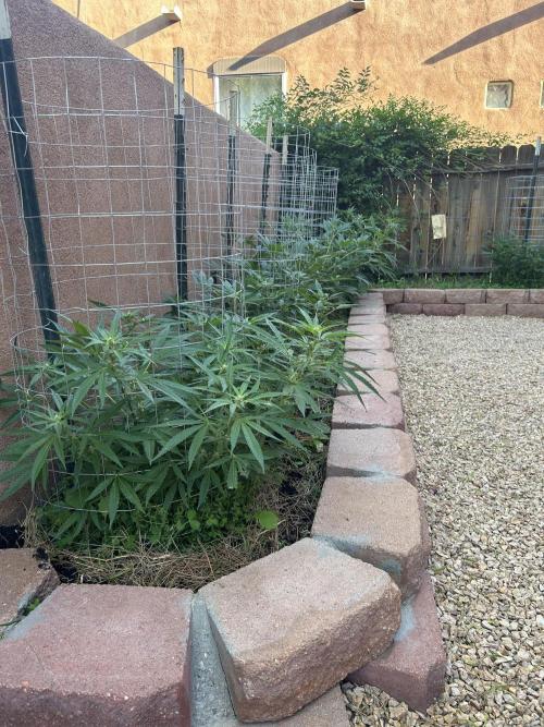 Mixed Organic Photo Outdoor. Week 14