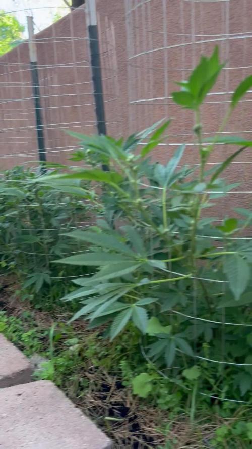 Mixed Organic Photo Outdoor