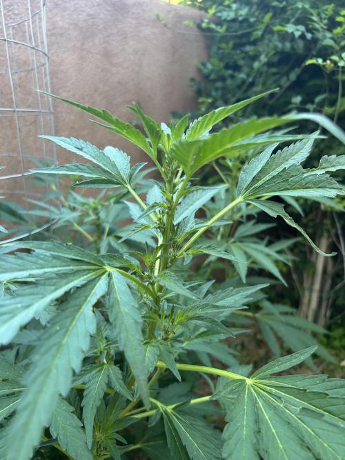 Mixed Organic Photo Outdoor. Week 14