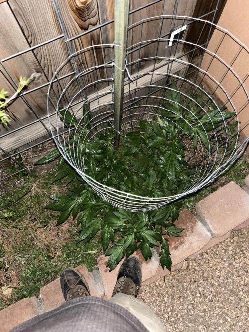 Mixed Organic Photo Outdoor. Week 14