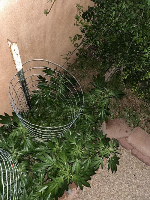 Mixed Organic Photo Outdoor. Week 14