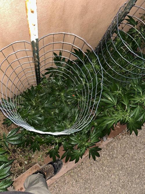 Mixed Organic Photo Outdoor. Week 14