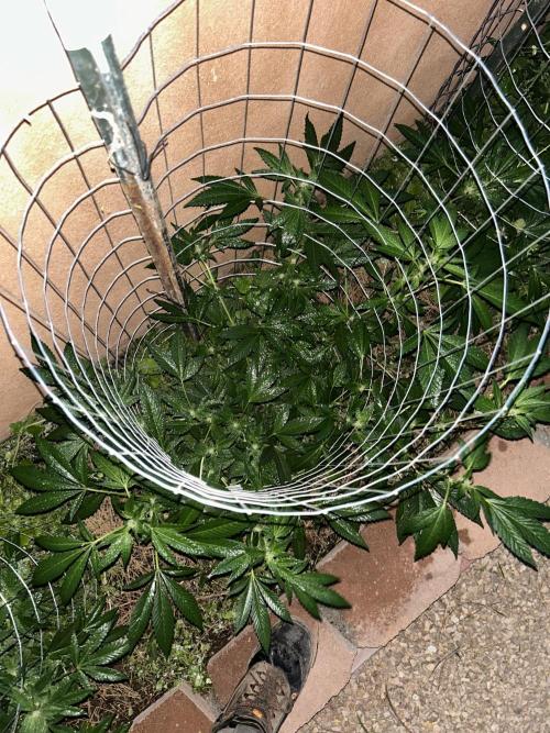Mixed Organic Photo Outdoor. Week 14