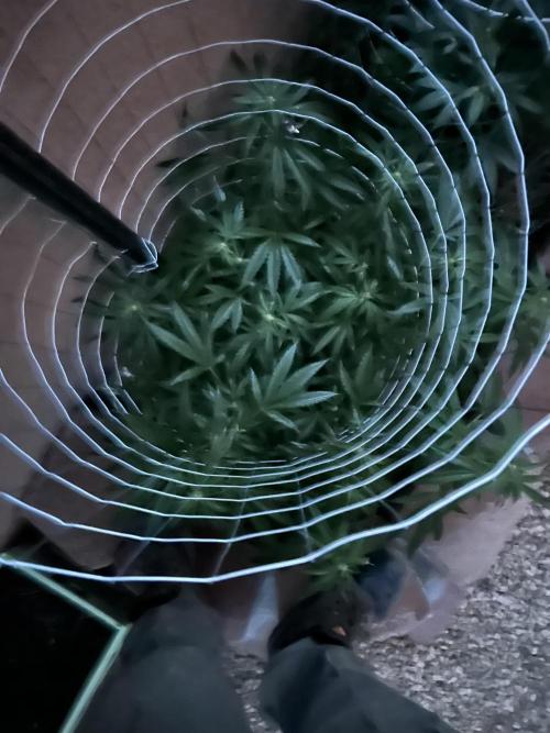Mixed Organic Photo Outdoor. Week 14