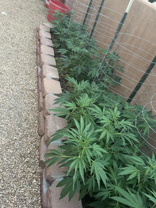 Mixed Organic Photo Outdoor. Week 14