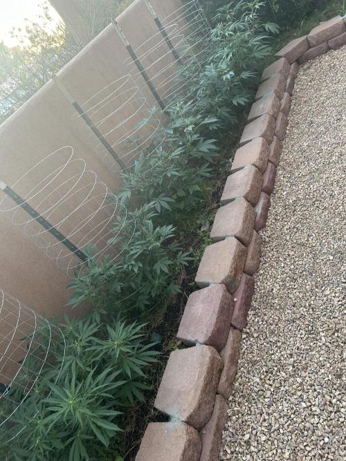 Mixed Organic Photo Outdoor. Week 14