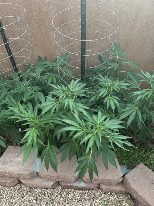 Mixed Organic Photo Outdoor. Week 14