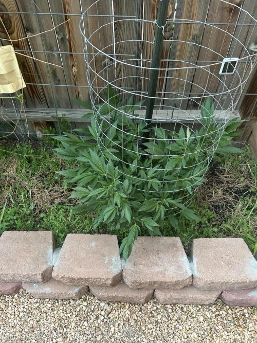 Mixed Organic Photo Outdoor. Week 14