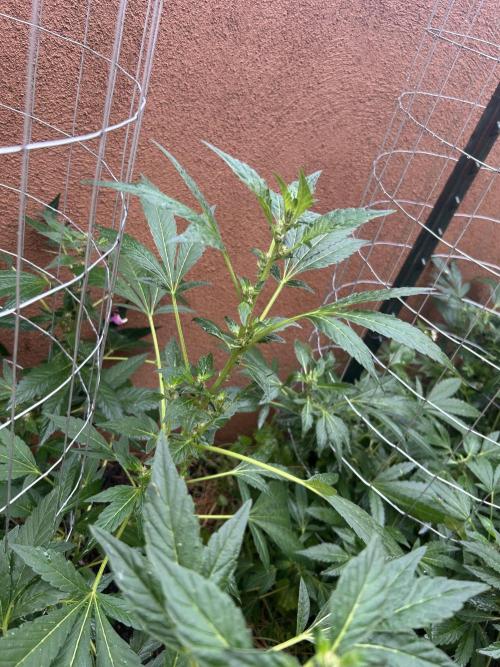 Mixed Organic Photo Outdoor. Week 15