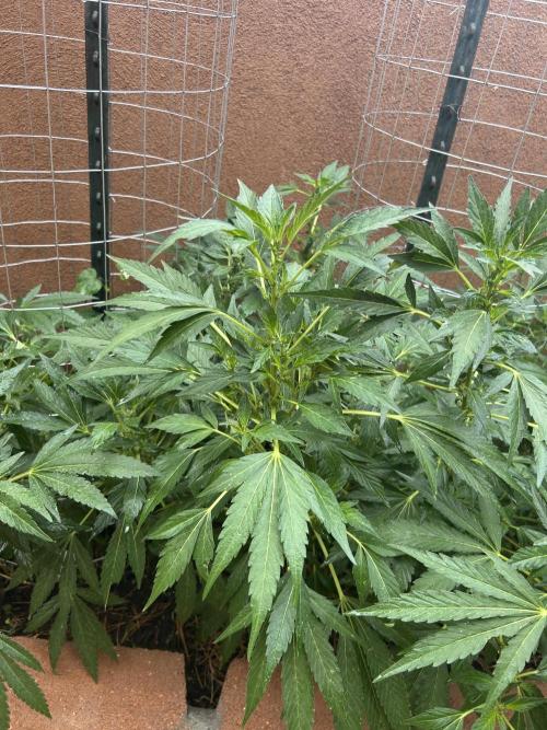 Mixed Organic Photo Outdoor. Week 15