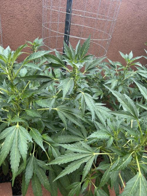 Mixed Organic Photo Outdoor. Week 15