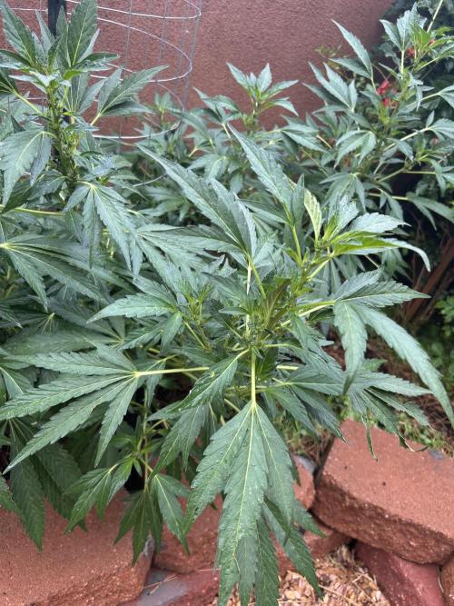 Mixed Organic Photo Outdoor. Week 15