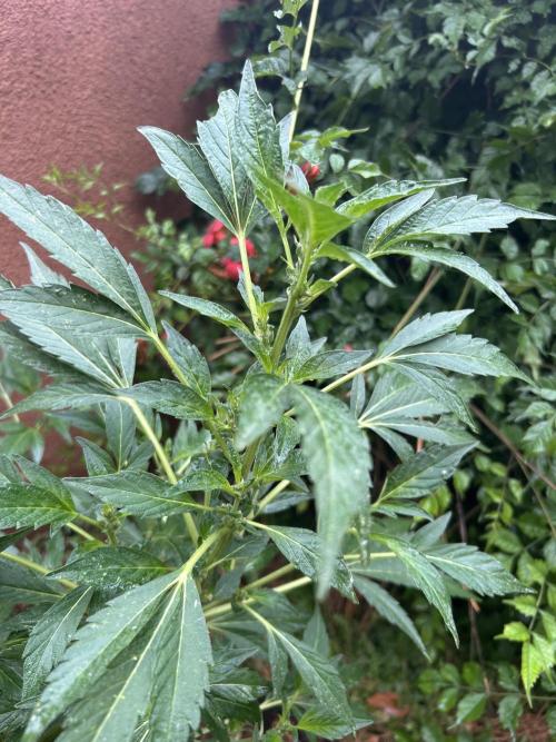 Mixed Organic Photo Outdoor. Week 15