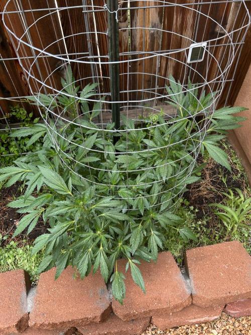 Mixed Organic Photo Outdoor. Week 15