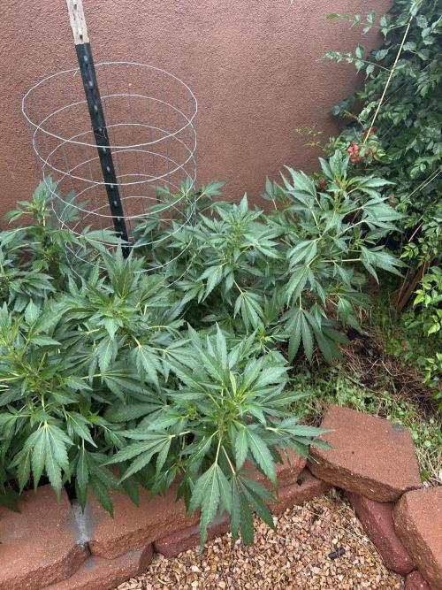 Mixed Organic Photo Outdoor. Week 15