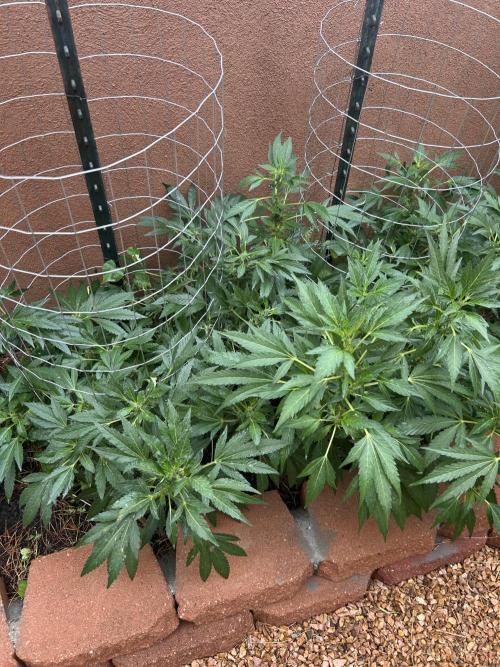 Mixed Organic Photo Outdoor. Week 15