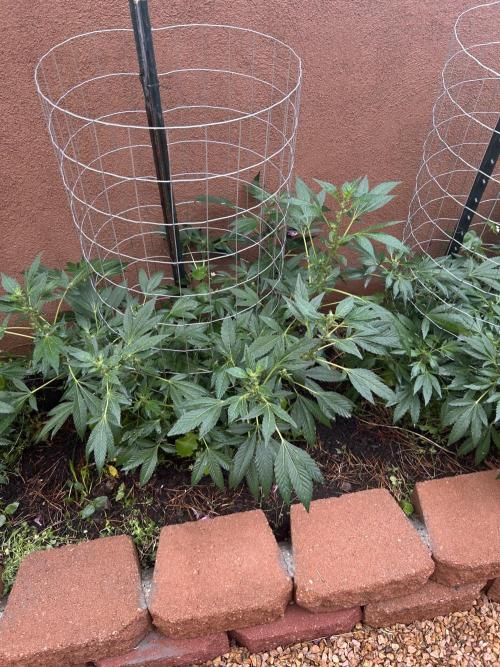 Mixed Organic Photo Outdoor. Week 15