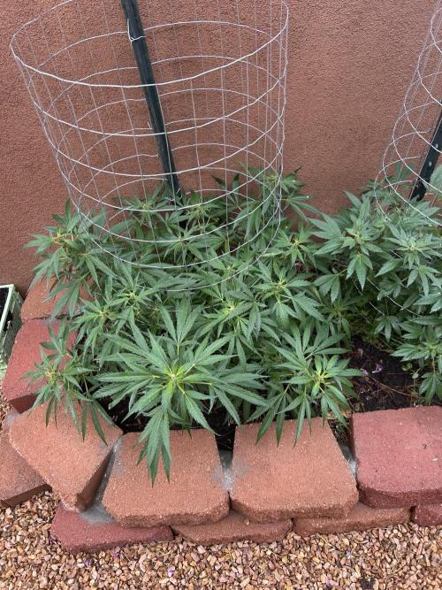 Mixed Organic Photo Outdoor. Week 15
