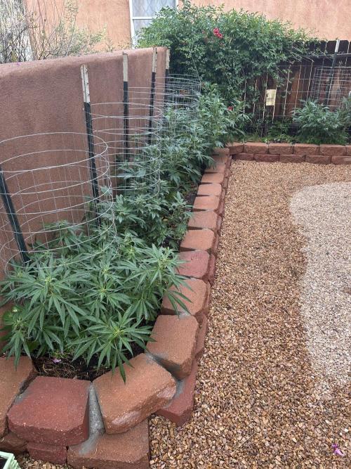 Mixed Organic Photo Outdoor. Week 15