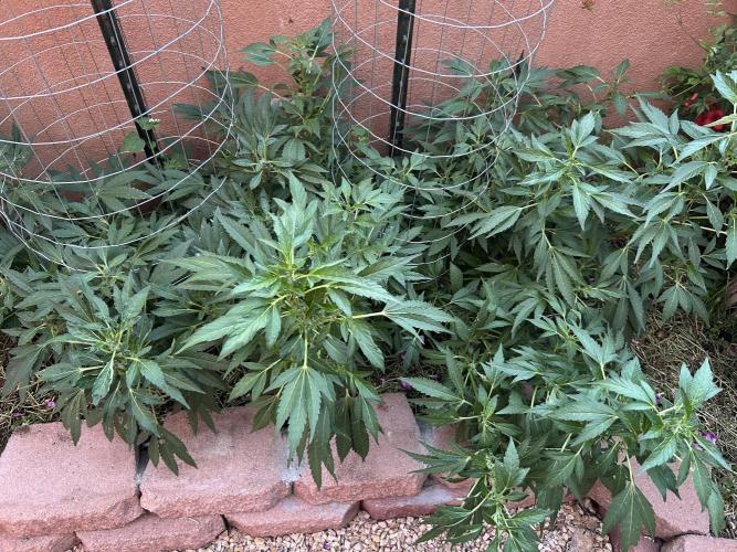 Mixed Organic Photo Outdoor. Week 15