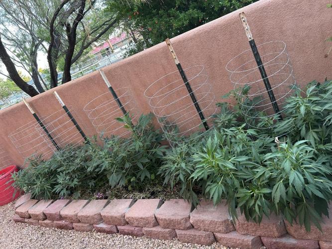 Mixed Organic Photo Outdoor. Week 15