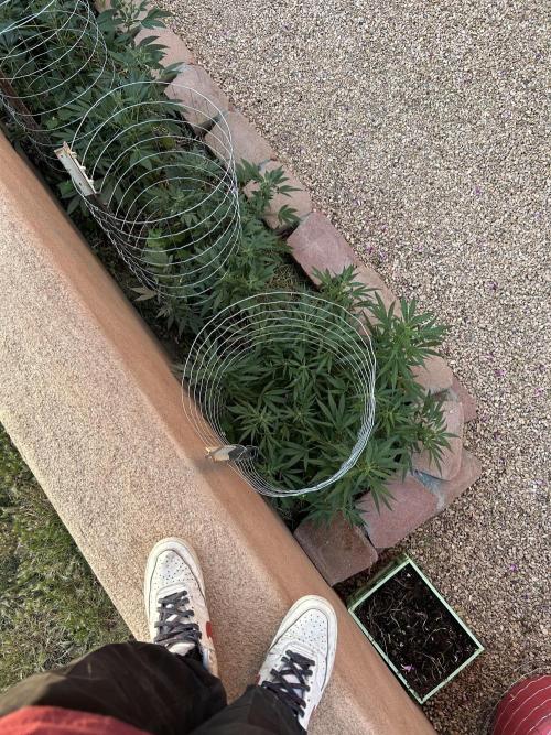 Mixed Organic Photo Outdoor. Week 15