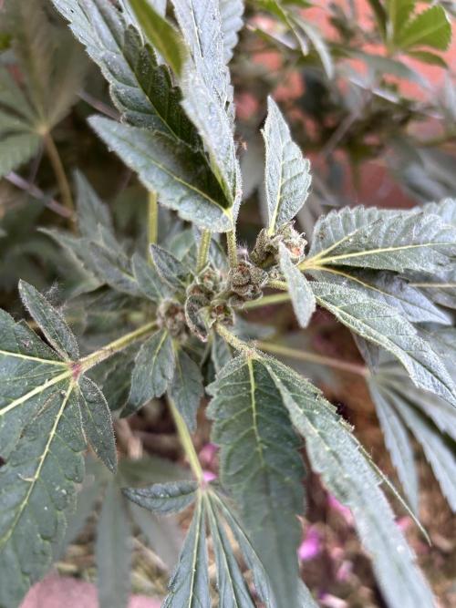 Mixed Organic Photo Outdoor. Week 15