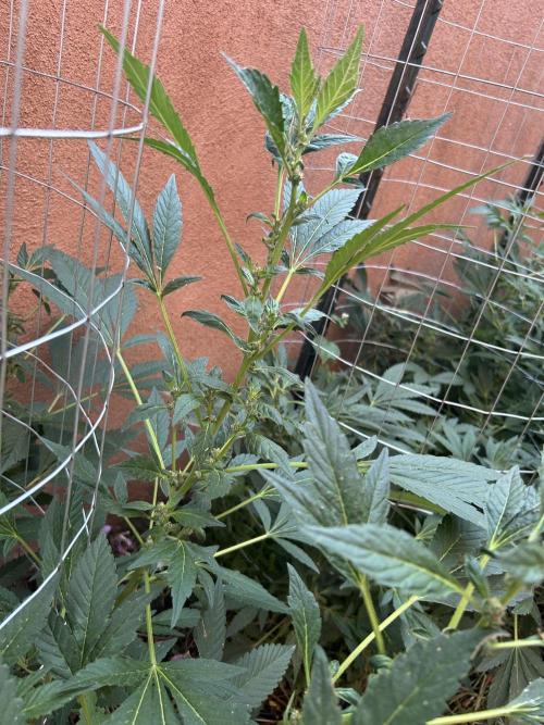 Mixed Organic Photo Outdoor. Week 15