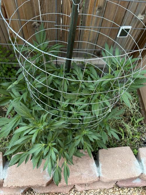 Mixed Organic Photo Outdoor. Week 15