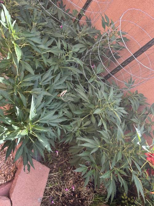 Mixed Organic Photo Outdoor. Week 15