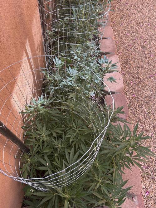 Mixed Organic Photo Outdoor. Week 15