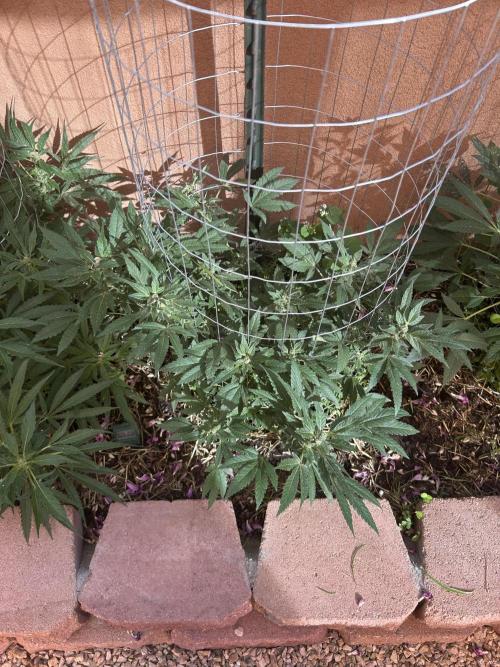 Mixed Organic Photo Outdoor. Week 15