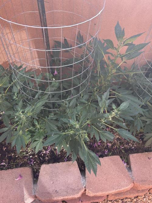 Mixed Organic Photo Outdoor. Week 15