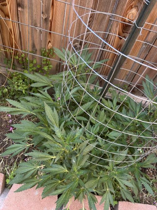 Mixed Organic Photo Outdoor. Week 15