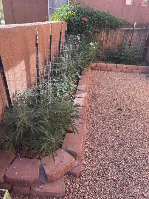 Mixed Organic Photo Outdoor. Week 16