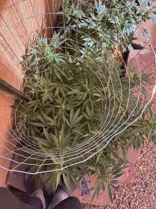 Mixed Organic Photo Outdoor. Week 16