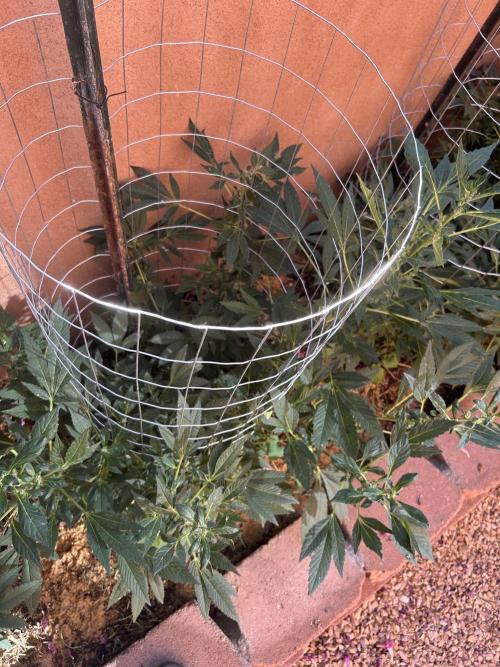 Mixed Organic Photo Outdoor. Week 16